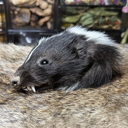mummified skunk head