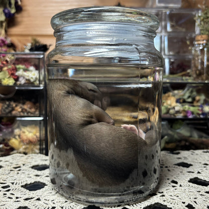 full term coyote puppy wet specimen