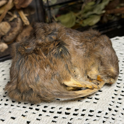 mummified adult pocket gopher (imperfect)