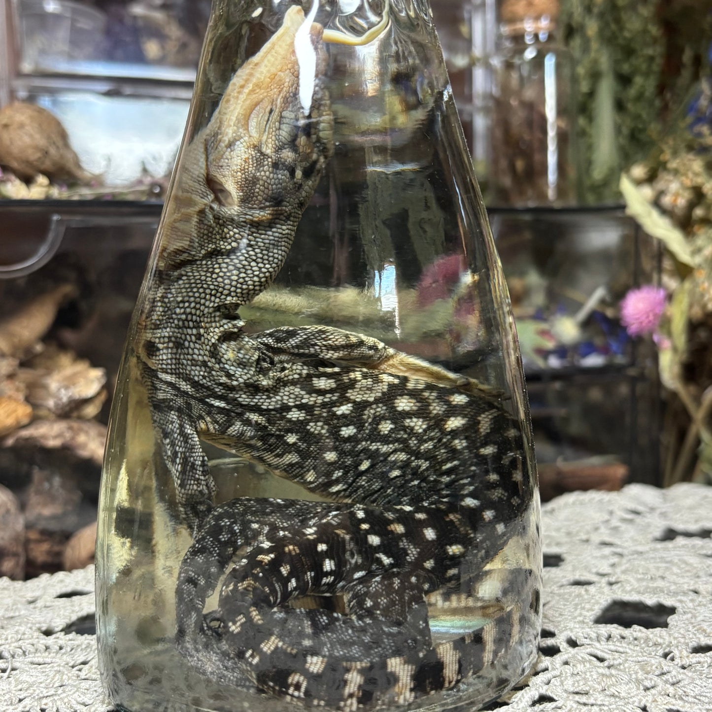 baby monitor lizard wet specimen