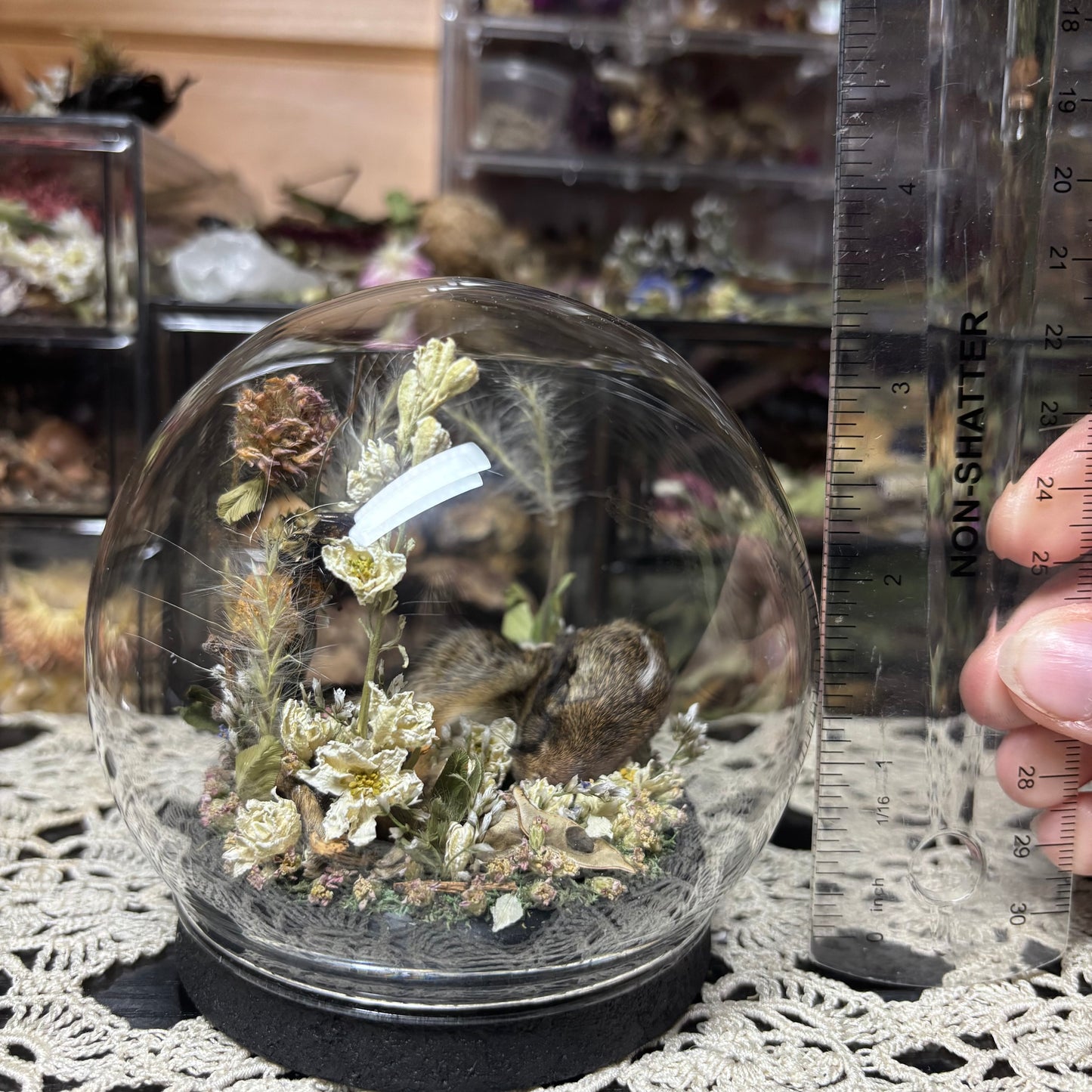 baby cottontail rabbit globe shrine