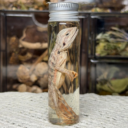 baby bearded dragon wet specimens