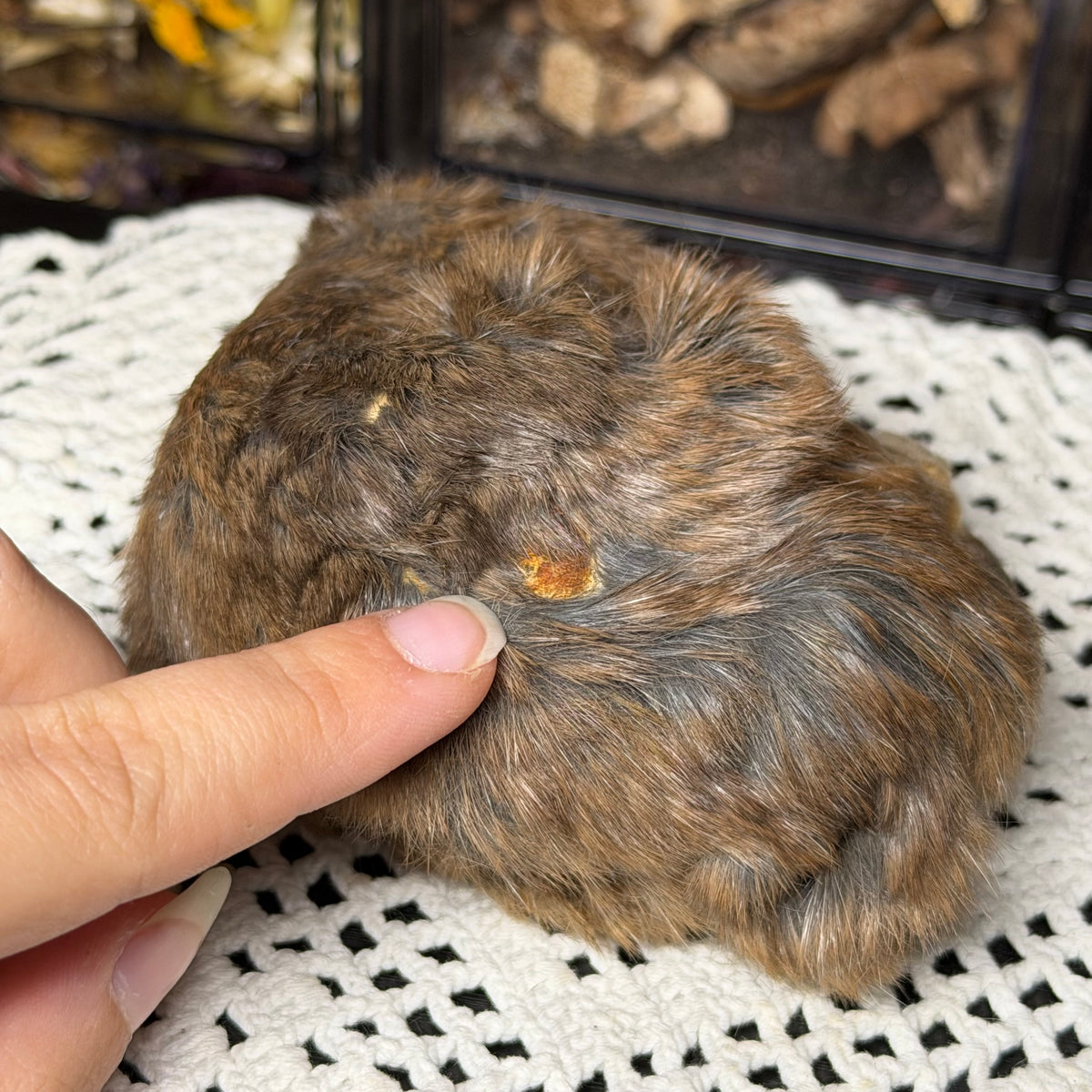 mummified adult pocket gopher (imperfect)
