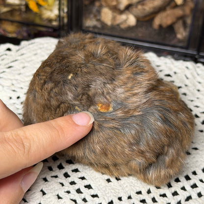 mummified adult pocket gopher (imperfect)