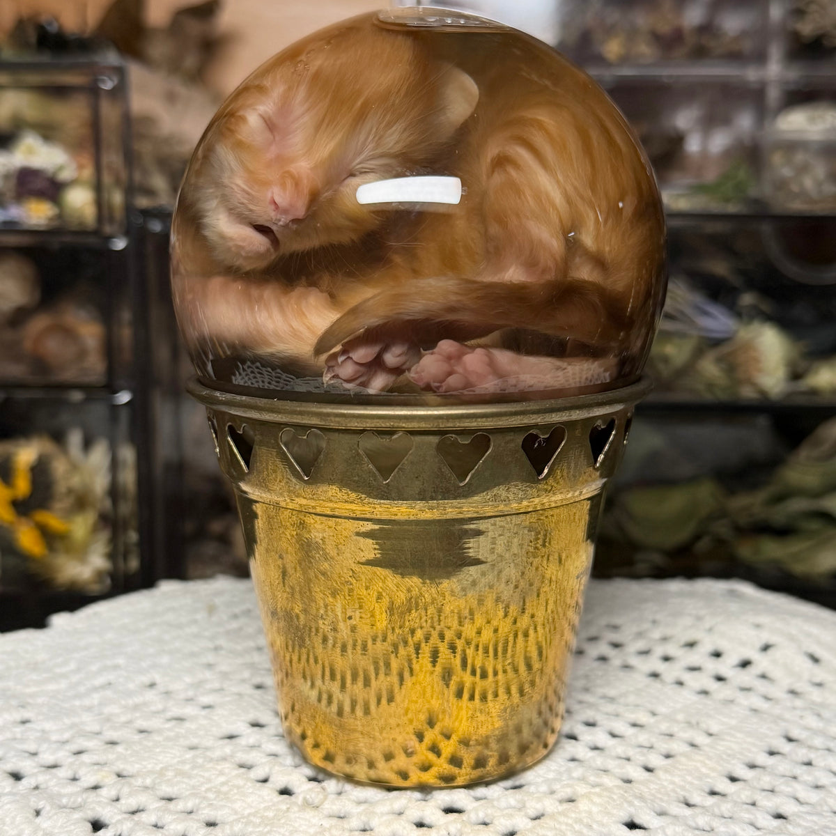 orange tabby kitten globe wet specimen