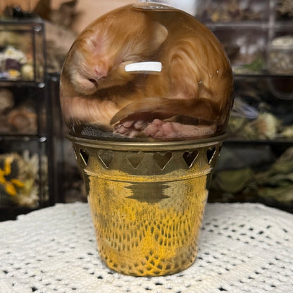 orange tabby kitten globe wet specimen