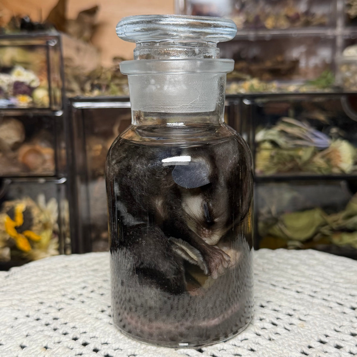 sugar glider wet specimen