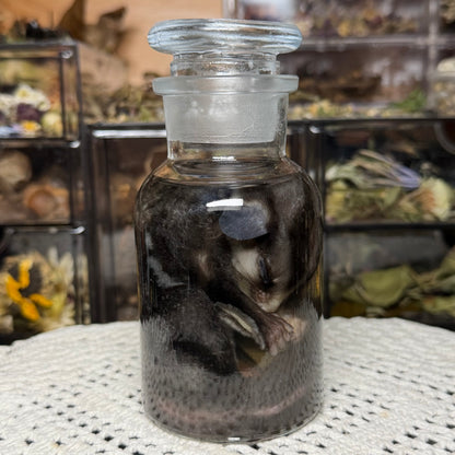 sugar glider wet specimen