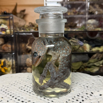 tokay gecko wet specimen