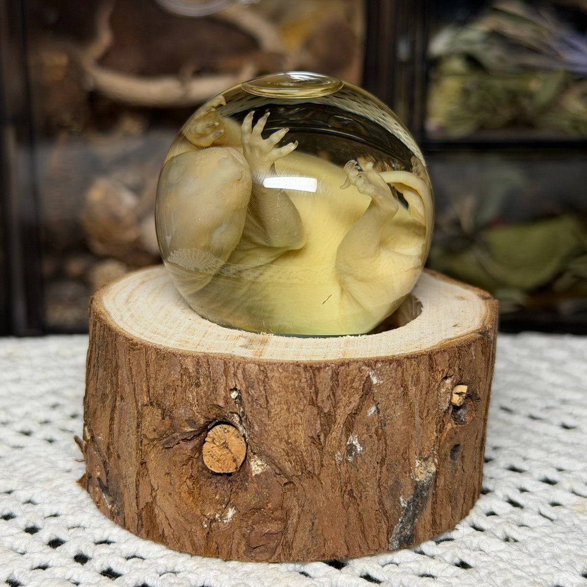 bald opossum joey mini globe wet specimen
