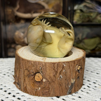 bald opossum joey mini globe wet specimen