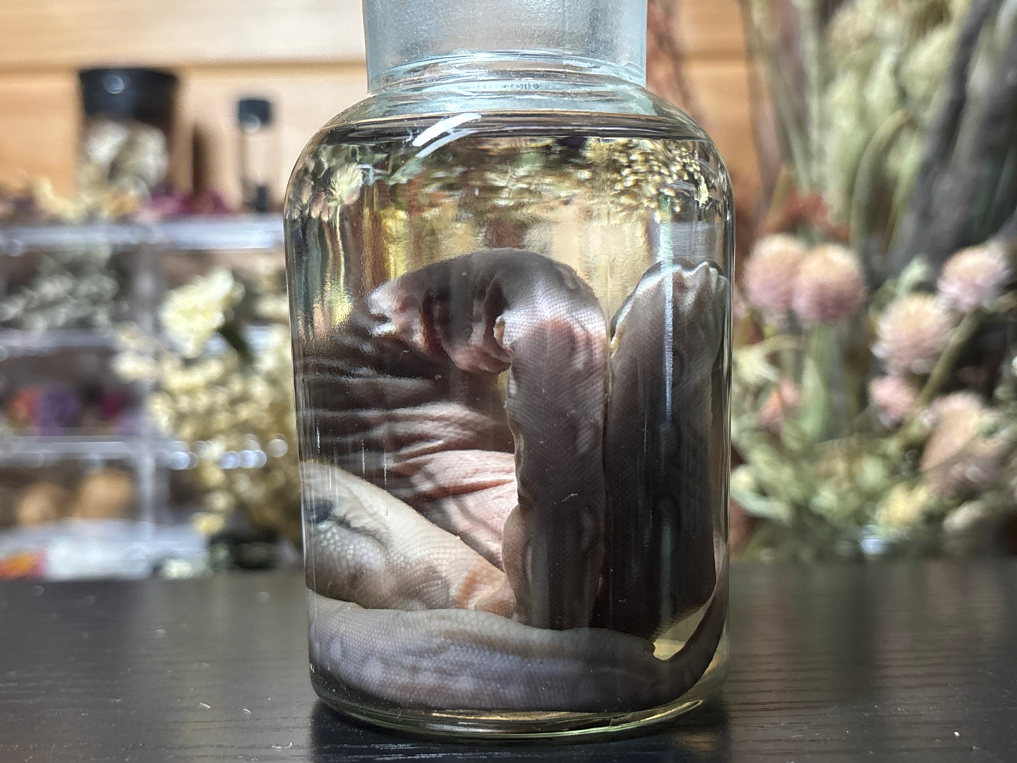 embryonic stillborn reticulated python wet specimen