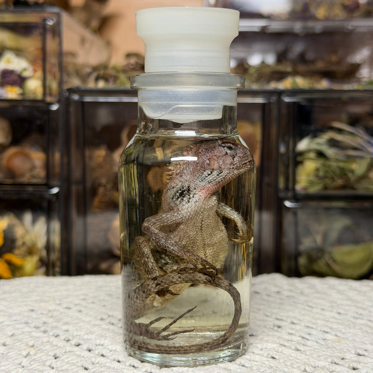 lizard spice jar wet specimens