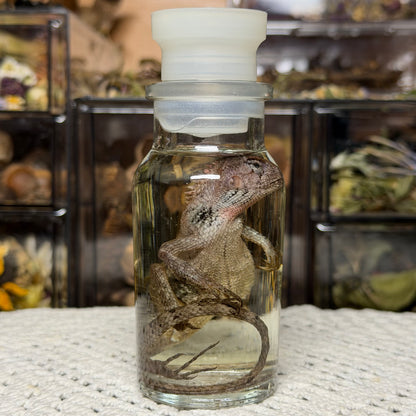 lizard spice jar wet specimens