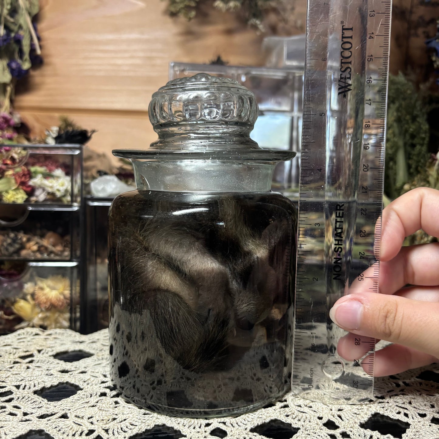 fuzzy baby raccoon wet specimen