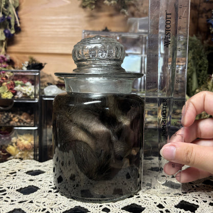 fuzzy baby raccoon wet specimen