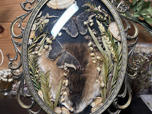 tanned muskrat face & promethea moths ornate frame