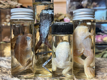 miscellaneous frog wet specimens