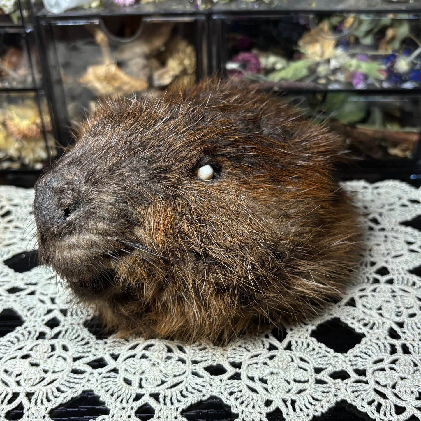 mummified adolescent beaver head