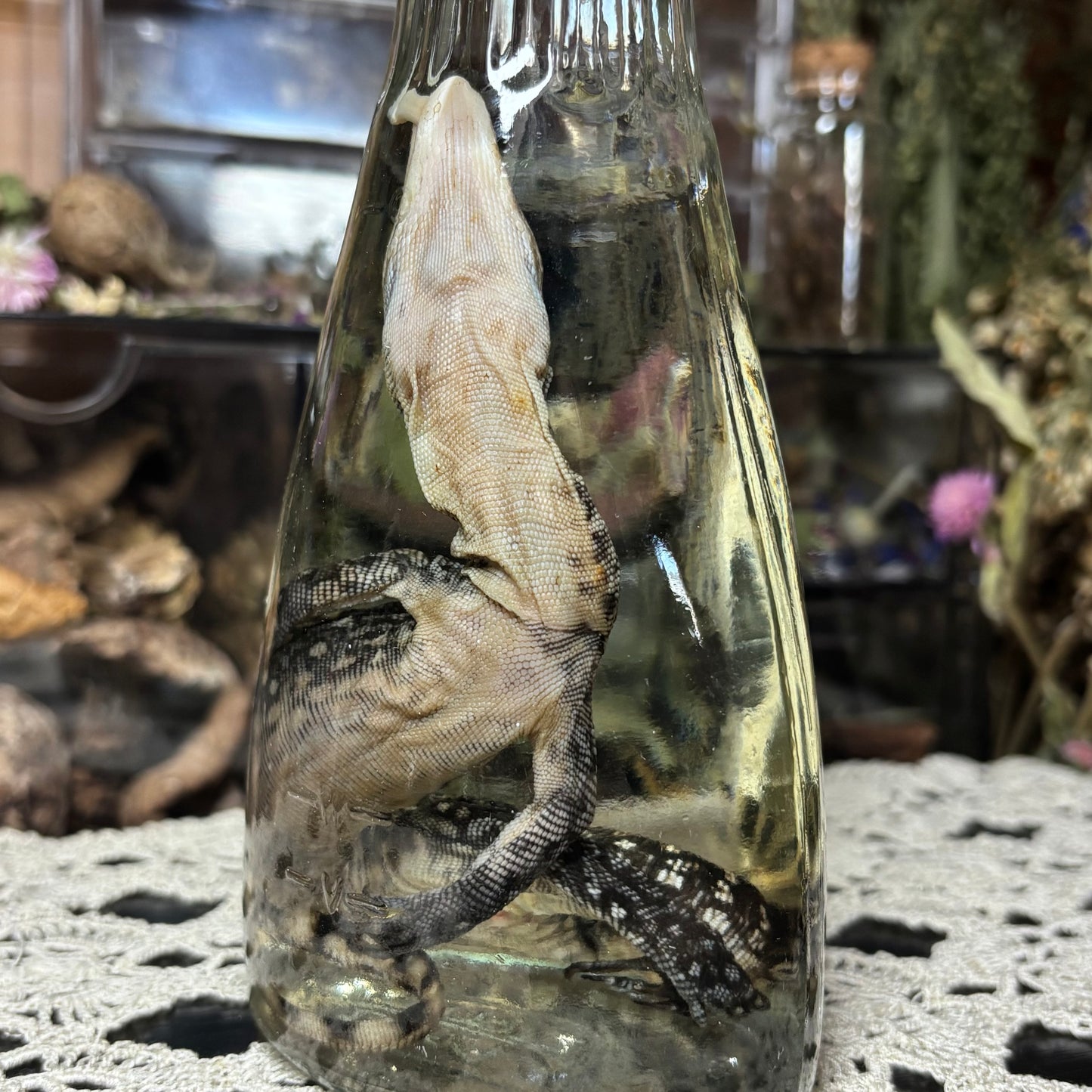 baby monitor lizard wet specimen