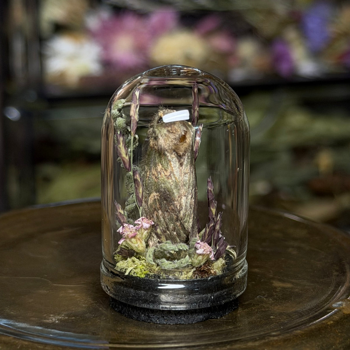 mini insect cloches