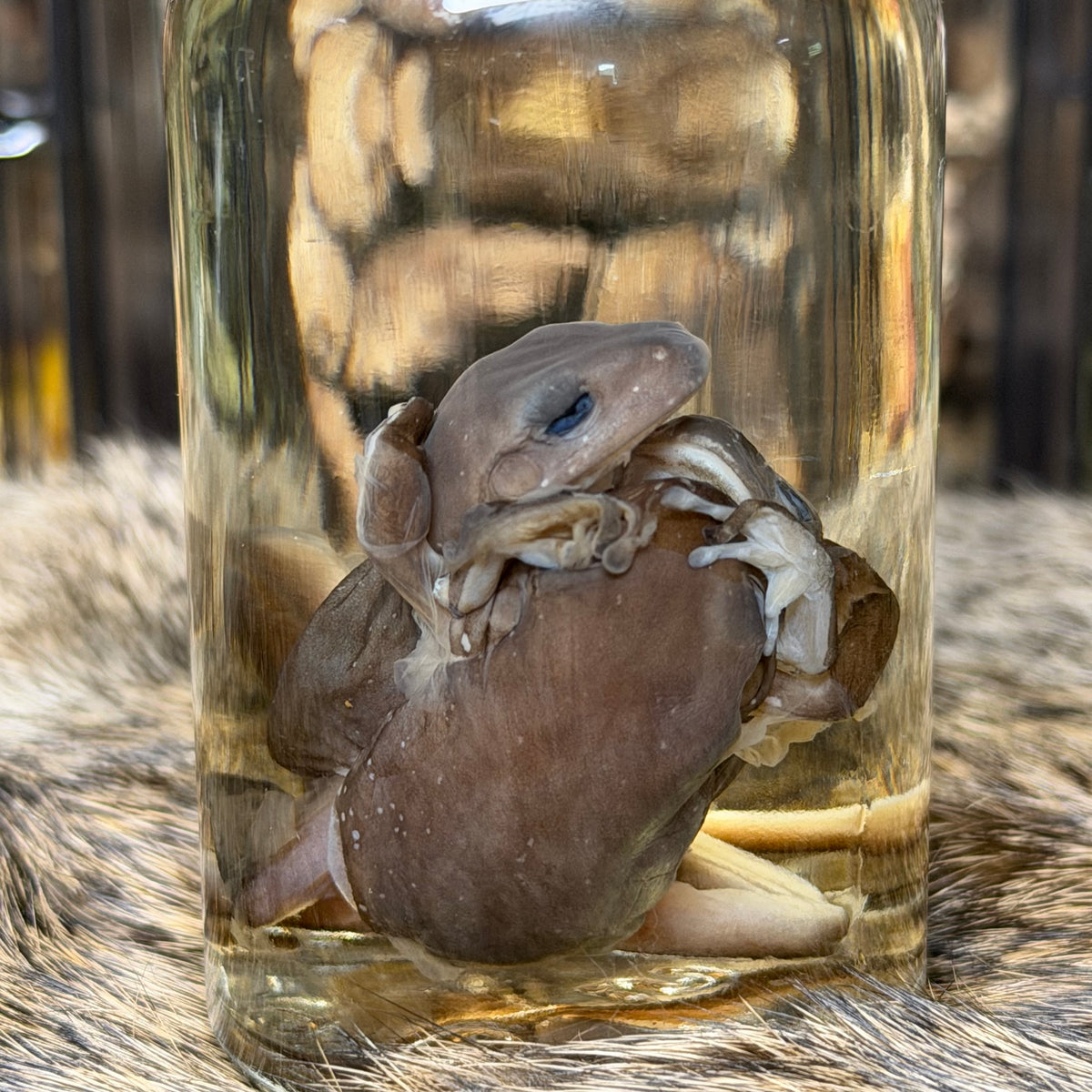 “the embrace” tree frog trio wet specimens