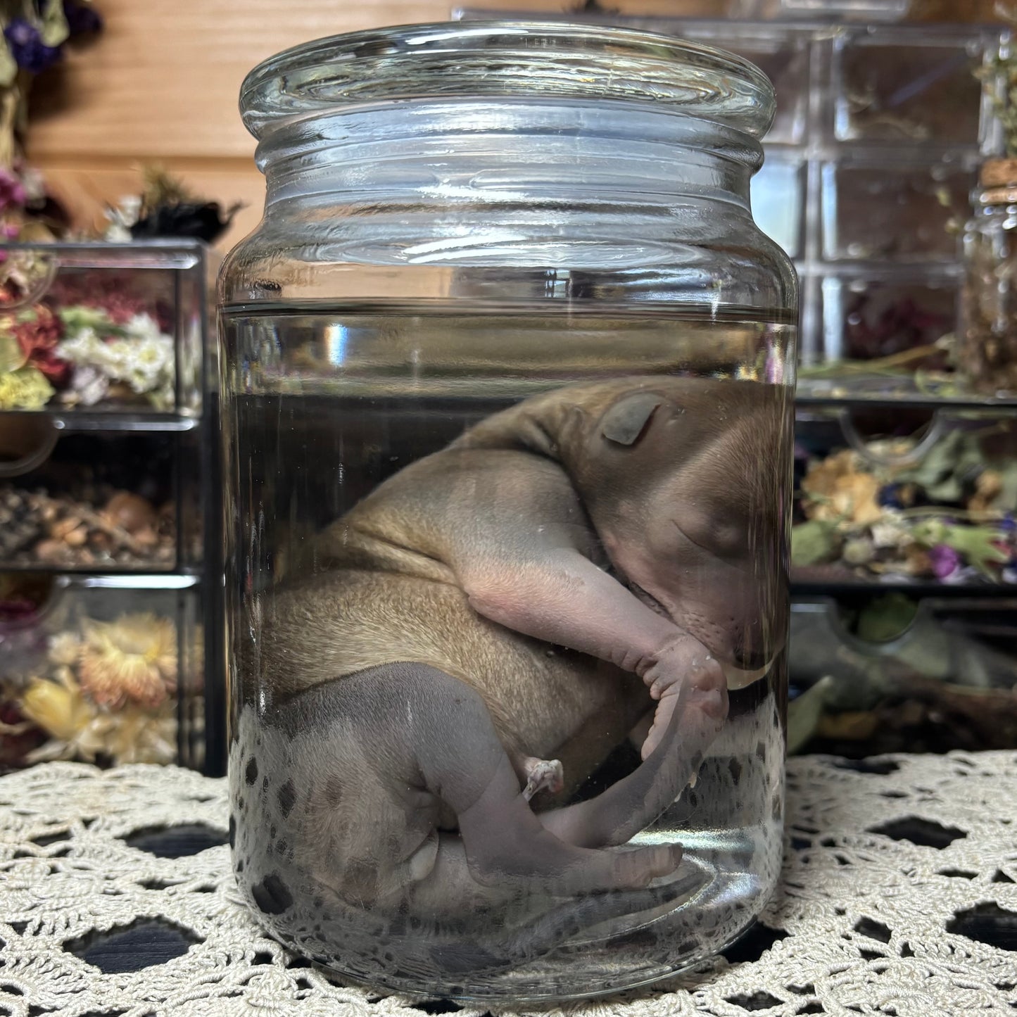 full term coyote puppy wet specimen