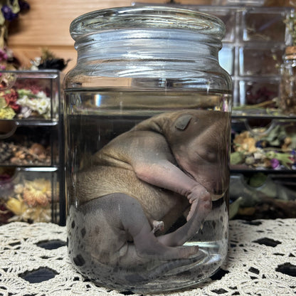 full term coyote puppy wet specimen