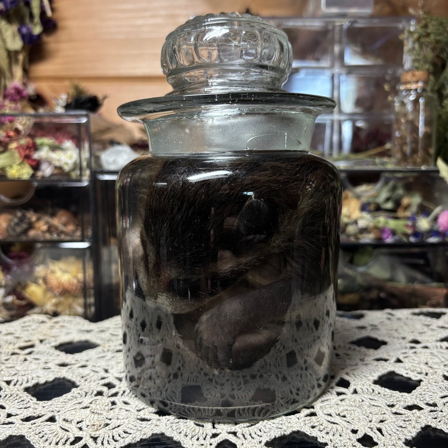fuzzy baby raccoon wet specimen