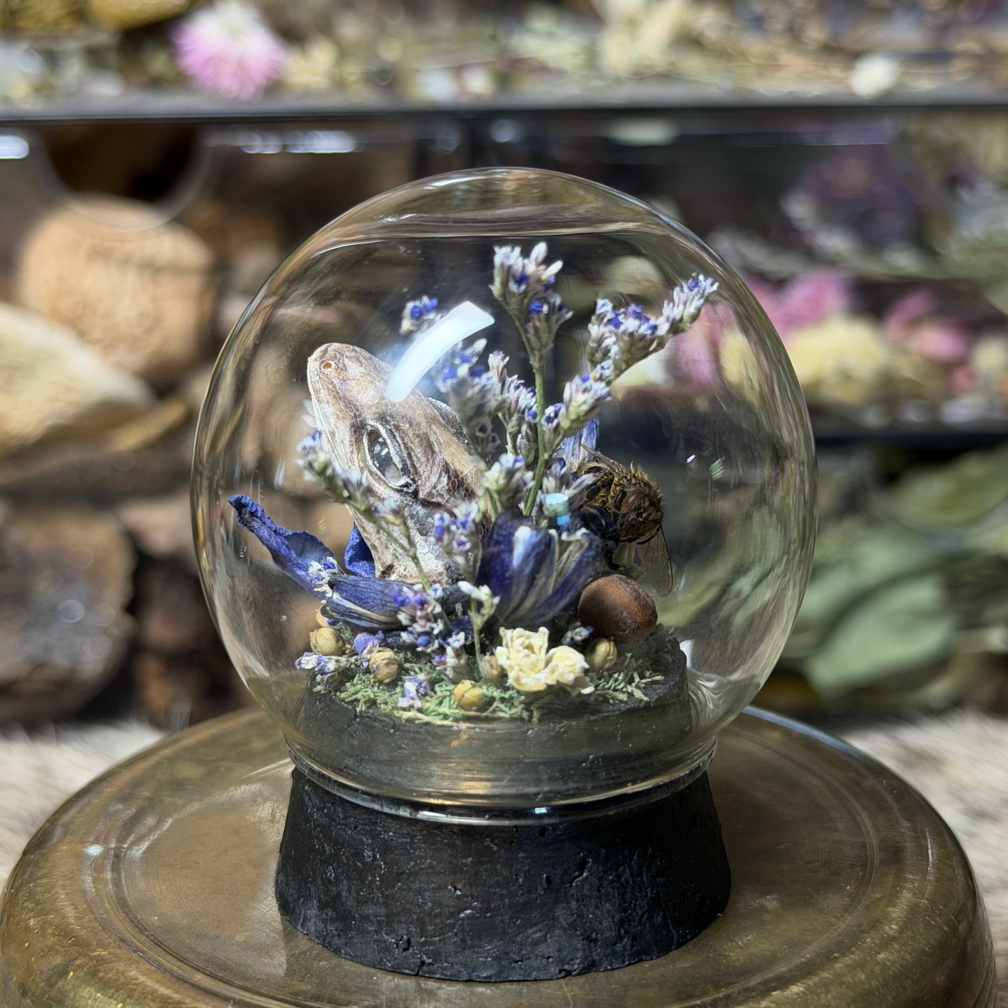 mummified gecko head globe cloche