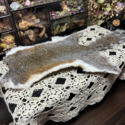 dry tanned gray squirrel pelt