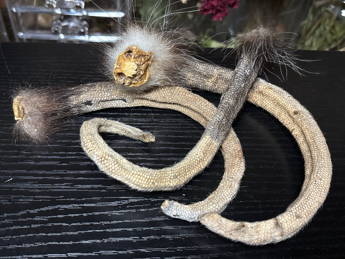 dried opossum tails