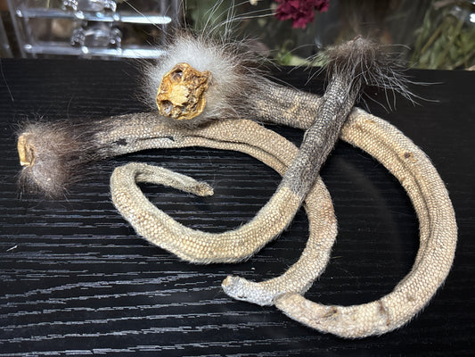 dried opossum tails