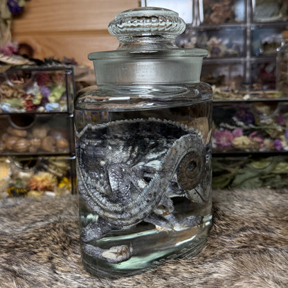 adult male veiled chameleon wet specimen