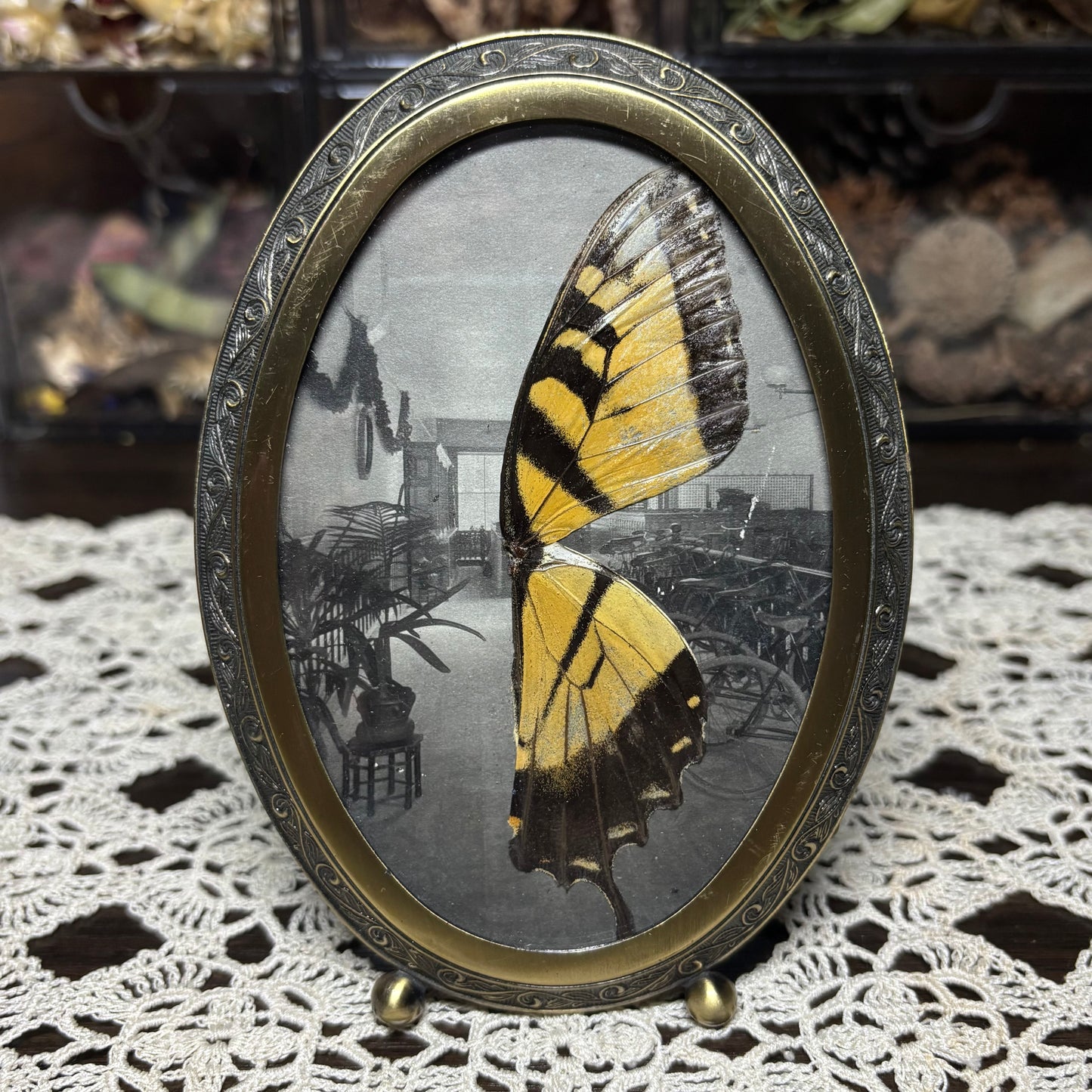 tiger swallowtail wings vintage frame