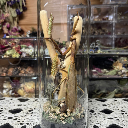 adult chinese praying mantis dome shrine