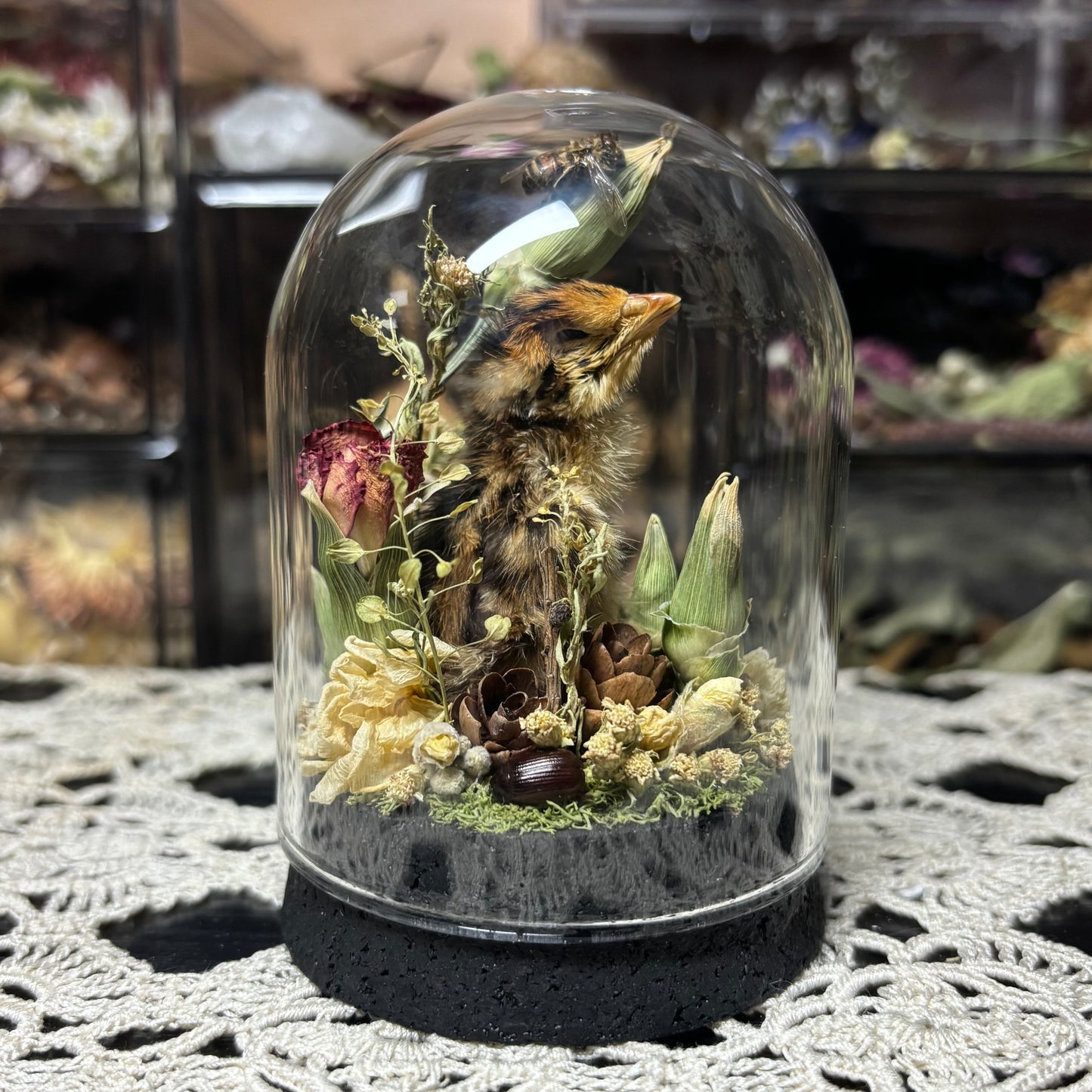 quail hatchling dome shrine