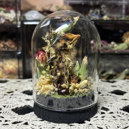quail hatchling dome shrine