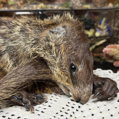 mummified baby groundhog (imperfect)