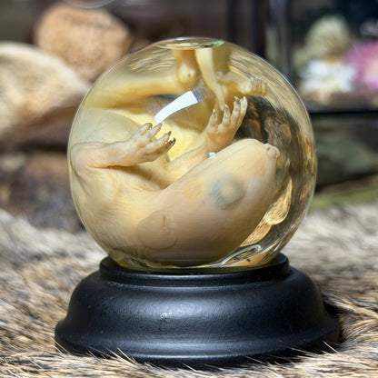 bald opossum joey mini globe wet specimen with stand