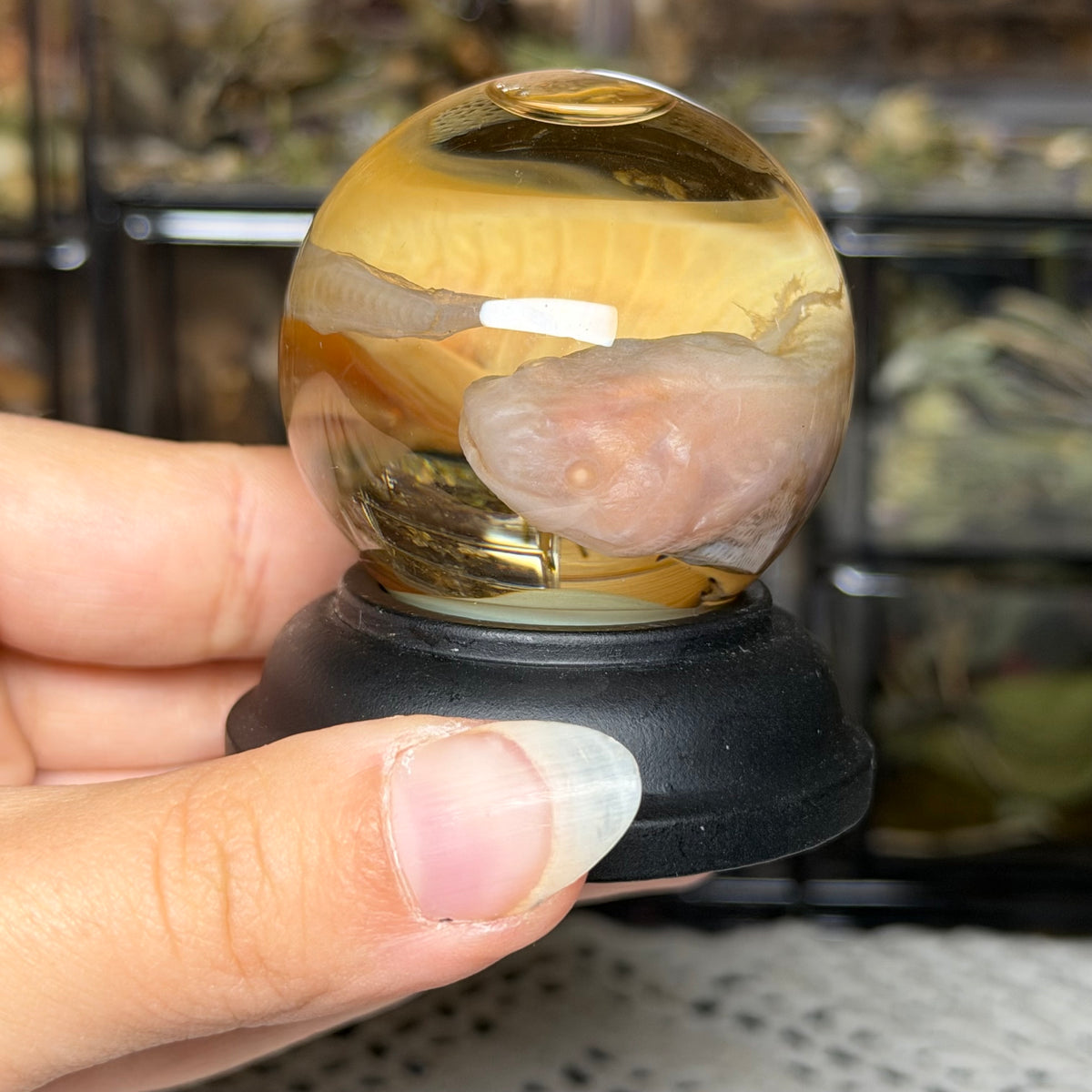 baby albino axolotl globe wet specimen