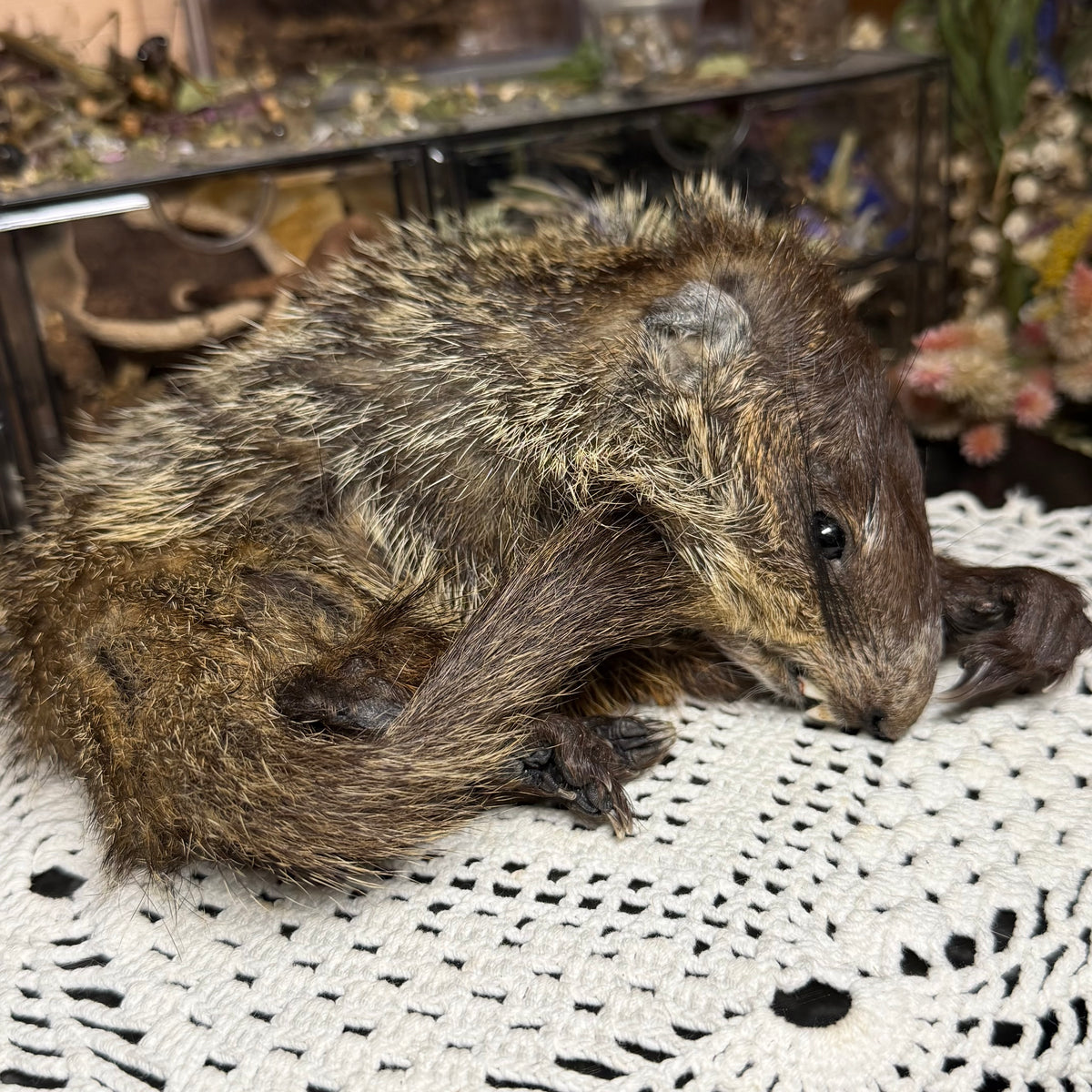 mummified baby groundhog (imperfect)