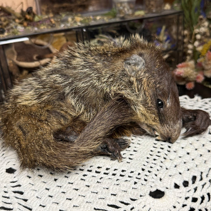 mummified baby groundhog (imperfect)