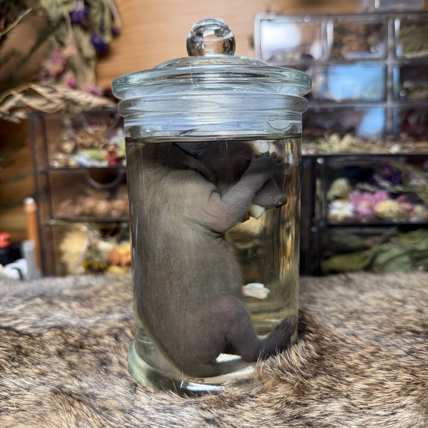 full term raccoon wet specimen