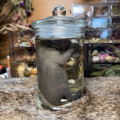 full term raccoon wet specimen