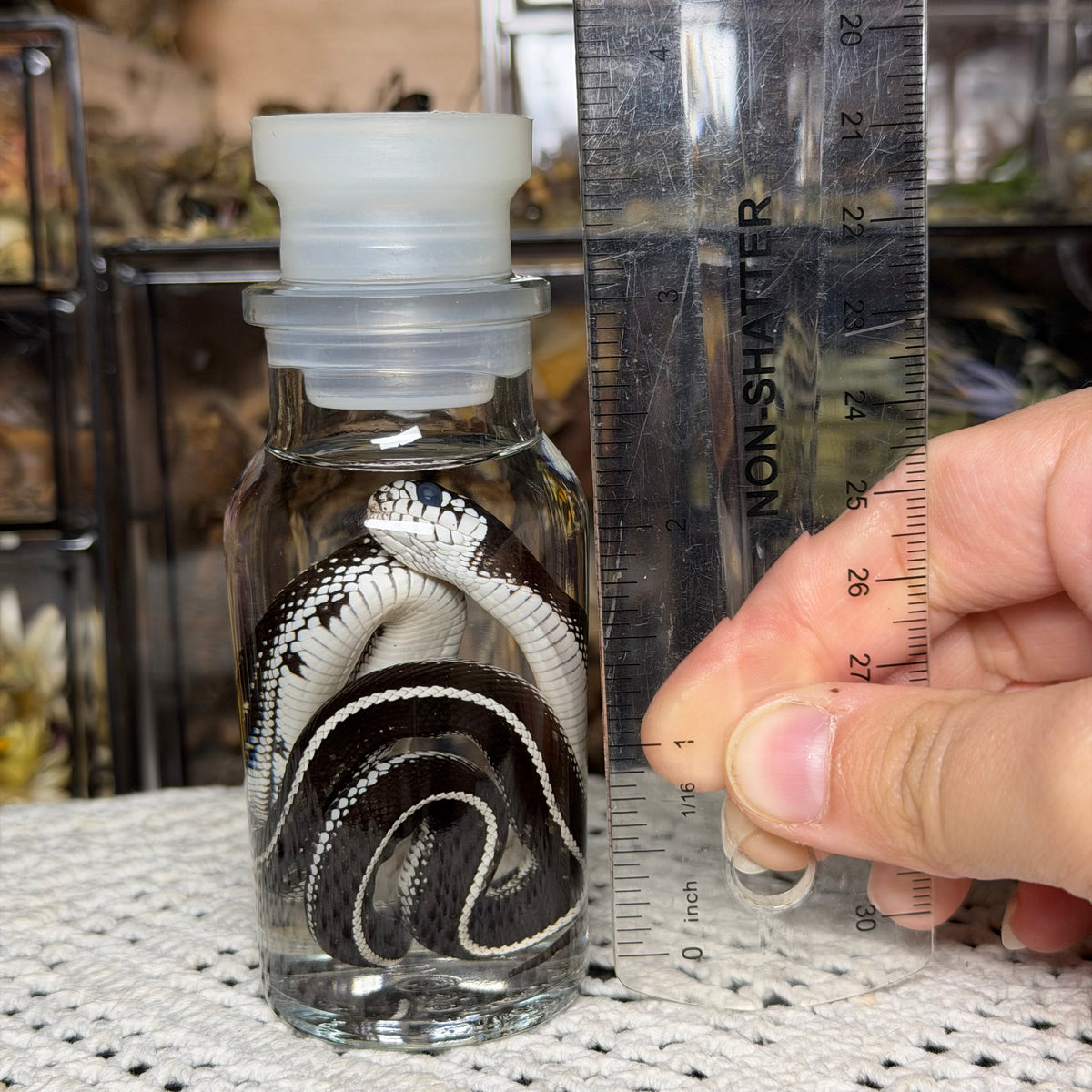 baby king snake wet specimen