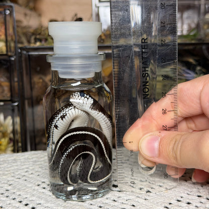 baby king snake wet specimen