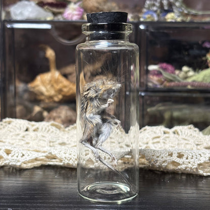 jarred mummified specimens