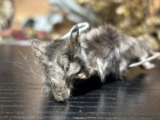 mummified silver adult fancy mouse