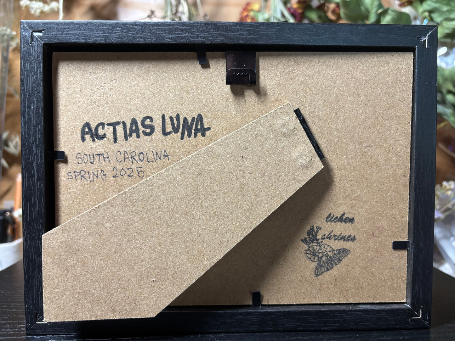 ‘25 spring luna moth frame